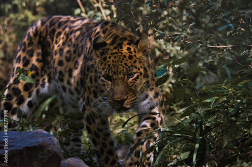 Amurleopard im Leipziger Zoo - Germany photo