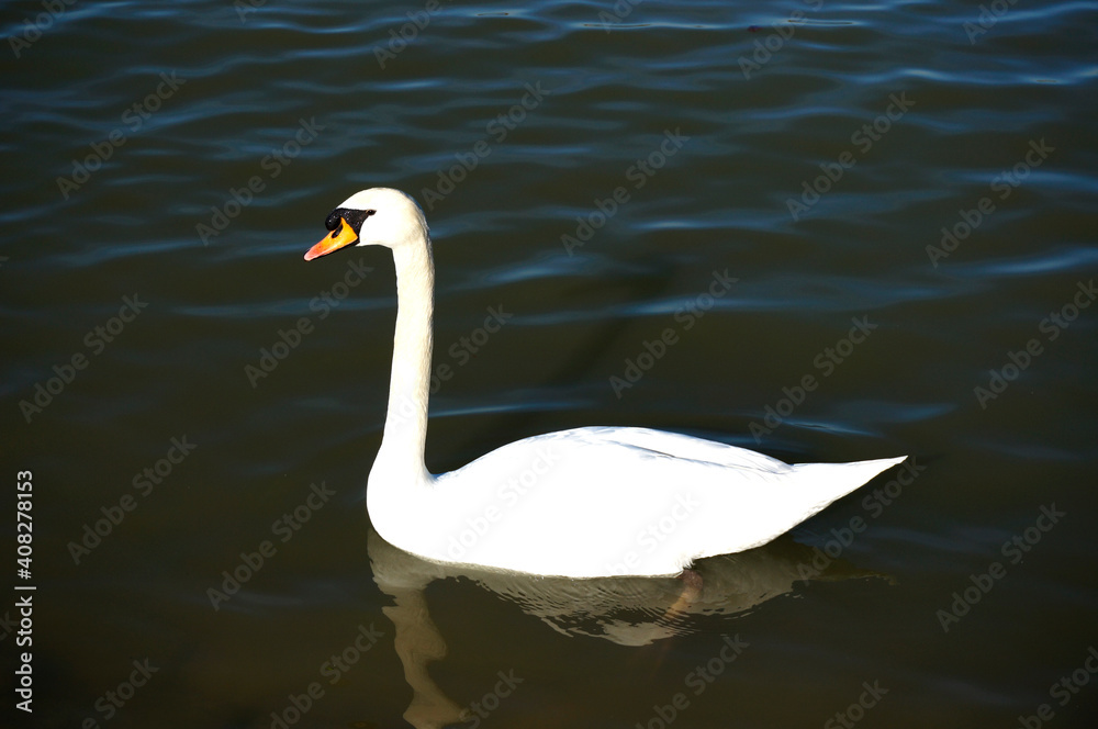 Fototapeta premium Swan