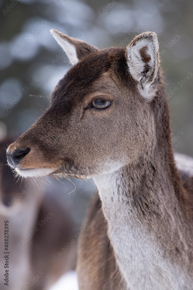 Deer in the forest Deer in the forest