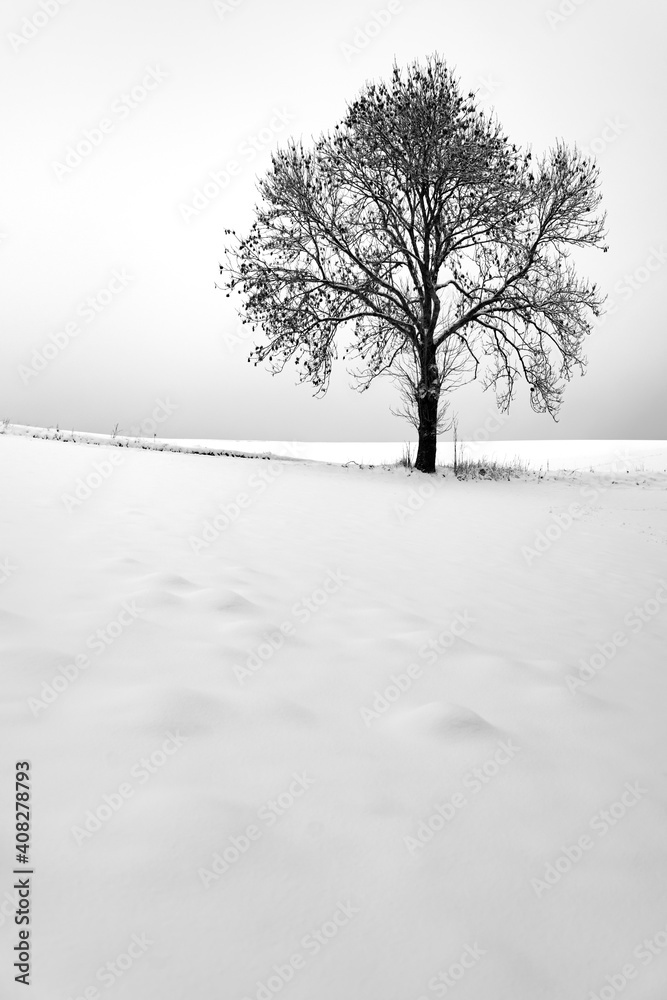 Obraz premium 2 Bäume einsam Schnee Winter Horizont Jahreszeit Kulisse Graustufen Kontrast Sauerland Deutschland Wiblingwerde Lüdenscheid Iserlohn Weide Wiese unberührt Natur Jahreszeit Weihnachten Saison Wandern 