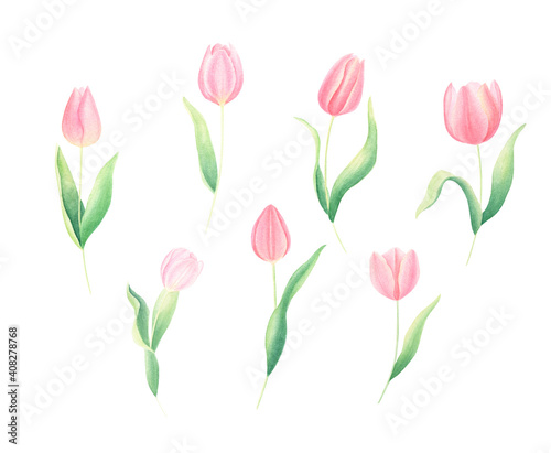 Watercolor hand-painted pink spring tulips set isolated on white background. Perfect for spring greeting cards  wedding invitations  frames. 