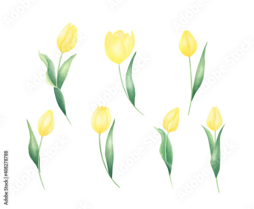 Watercolor hand-painted yellow spring tulips set isolated on white background. Perfect for spring greeting cards  wedding invitations  frames. 