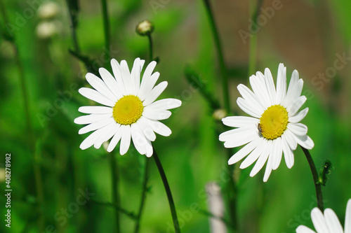 White flowers daisies or chamomile in a flower bed in a garden swaying in a light breeze