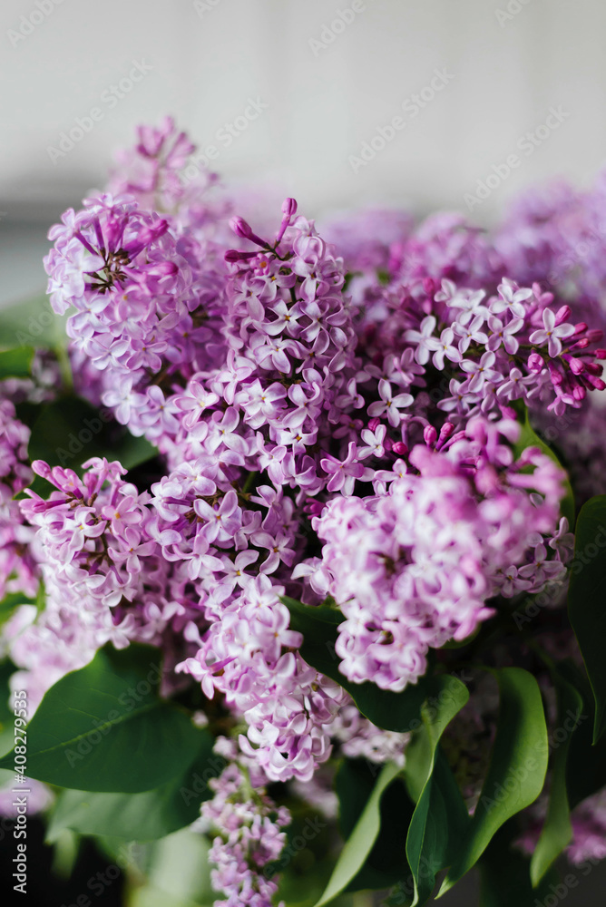 Purple branch of lilac in a white kitchen. Lilac flowers and leaves. Clusters of small flowers. Postcard. Cover. Women's day. Mother's day.