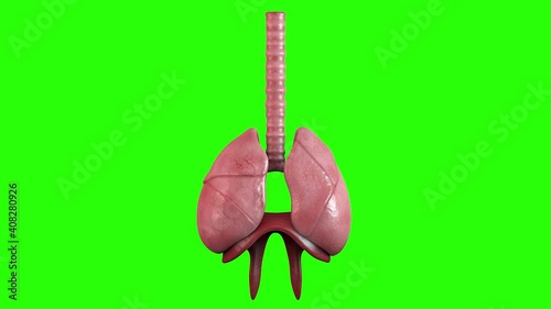 4K Breathing in and out of the respiratory system.
