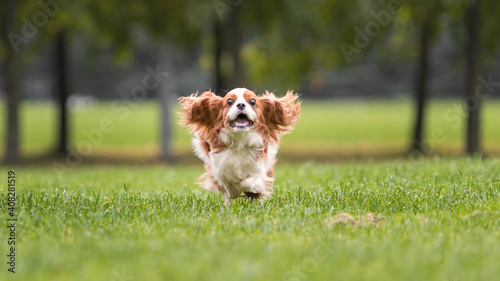 Canvas-taulu Funny young cavalier king charles spaniel dog running and jumping  on green grass at nature