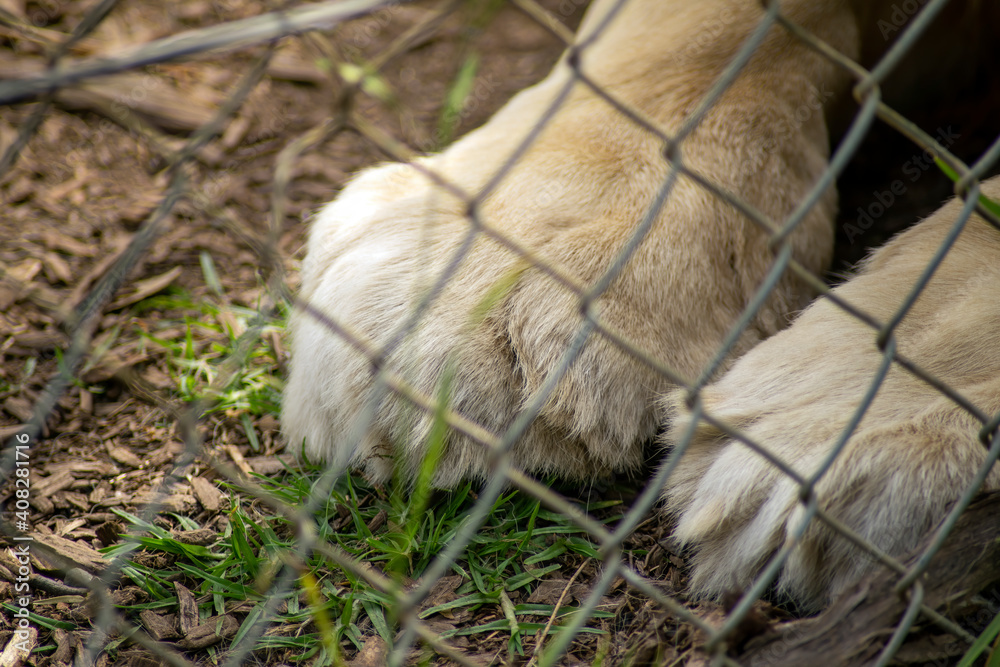 Close up of the fore paws of lion (panthera leo) through a chainlink fence Close up of the fore paws of lion (panthera leo) through a chainlink fence