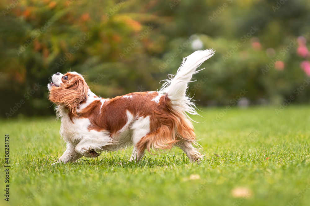 Young young cavalier king charles spaniel dog walking on green grass at nature.