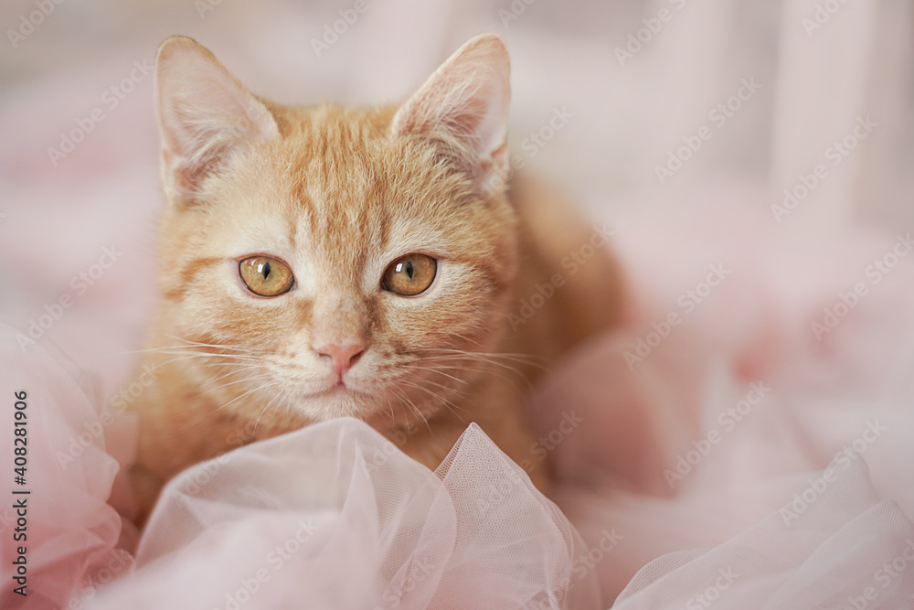 A red-haired beautiful gentle cat with big eyes lies in a pink tulle.