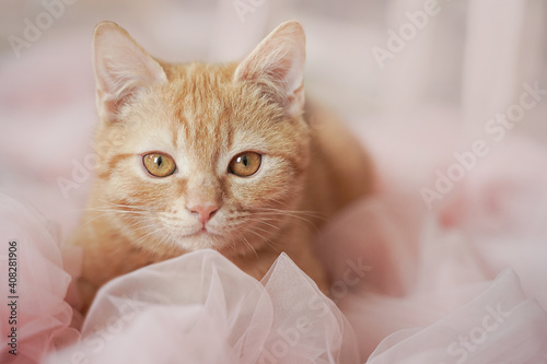 Fototapeta Naklejka Na Ścianę i Meble -  A red-haired beautiful gentle cat with big eyes lies in a pink tulle.