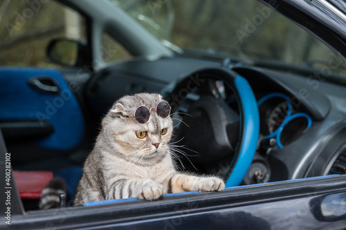 A cool cat with dark glasses looks out of the car window. Funny cat in the car.