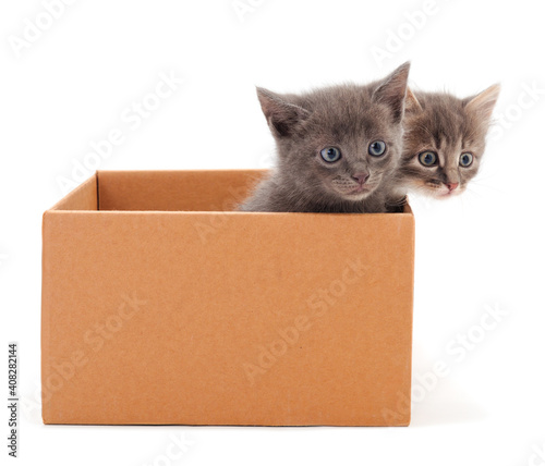 Kitties sitting in box.