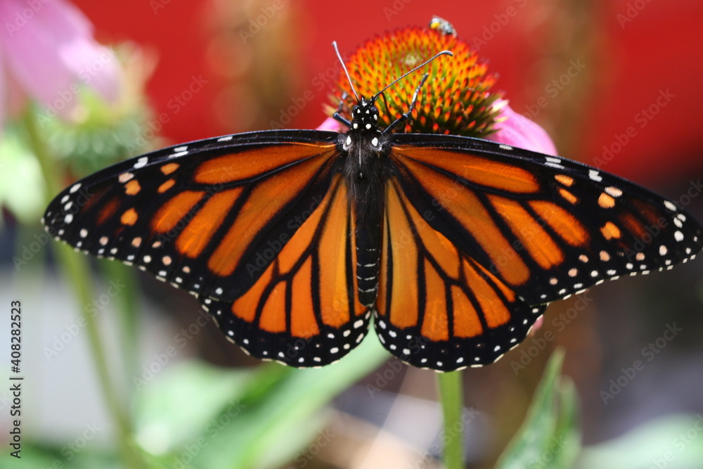 Monarch Butterfly on a flower Monarch Butterfly on a flower