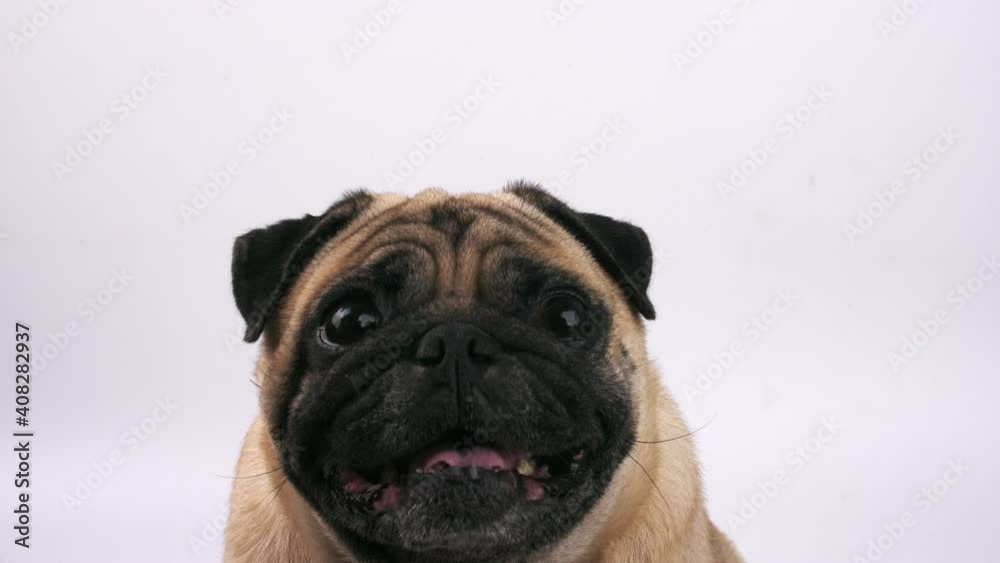 Close up of cute pug dog making funny face on a white background. Close up of cute pug dog making funny face on a white background.