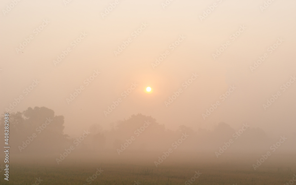 Blur scene of orange sun and tree in nature fog Blur scene of orange sun and tree in nature fog