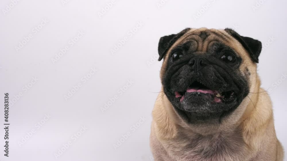 Close up of cute pug dog making funny face on a white background. Close up of cute pug dog making funny face on a white background.