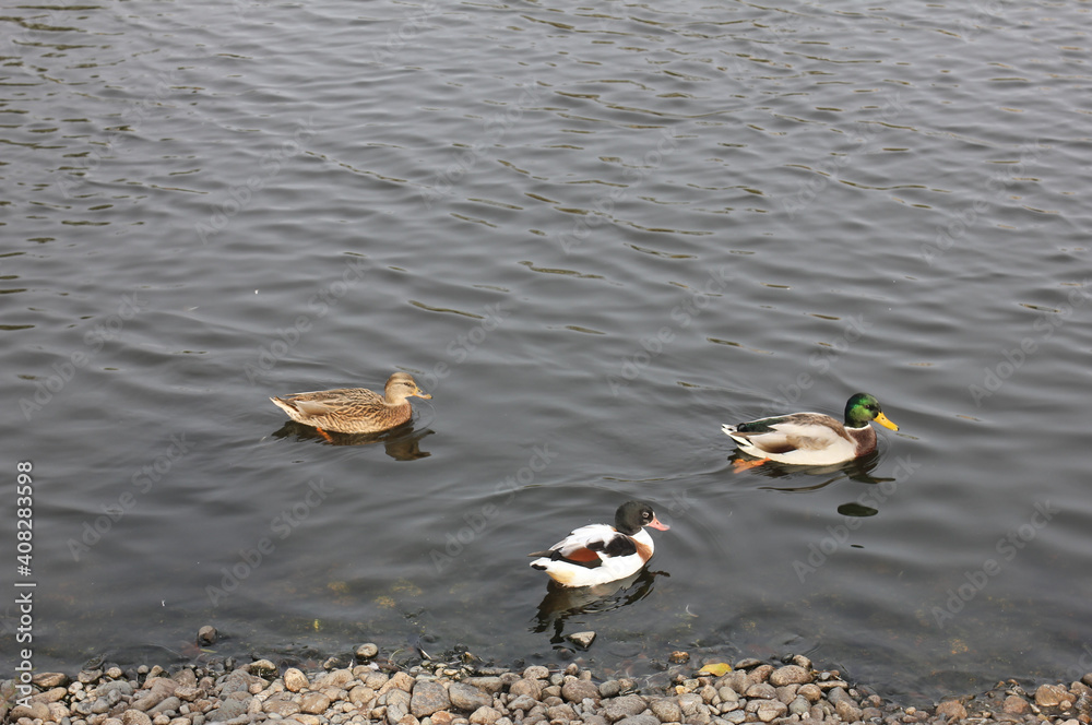 Two ducks and greens swim along the shore Two ducks and greens swim along the shore