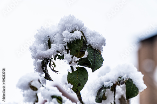 Snow-covered rose flowers during Filomena snowstorm in Arganda del Rey, Madrid, Spain photo