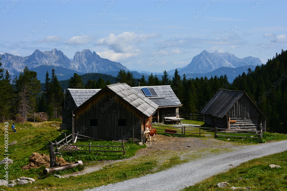 Cows in front of wooden barns in the mountains