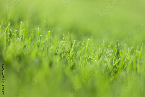 Green grass in sunset light, blurred background. Place for your text
