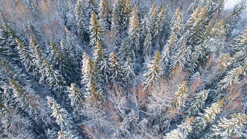Top drone view of winter forest. Naked trees covered by snow. Scenic landscape.