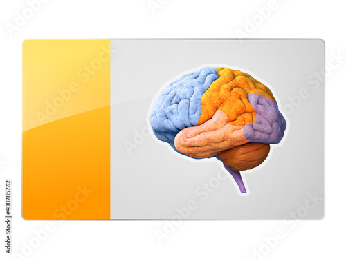 brain anatomy lobes symbol, button, Creativity, Novel Idea, Science Neural network. IQ testing, artificial intelligence virtual emulation science technology. Brainstorm think idea, 3d and 2d graphic photo