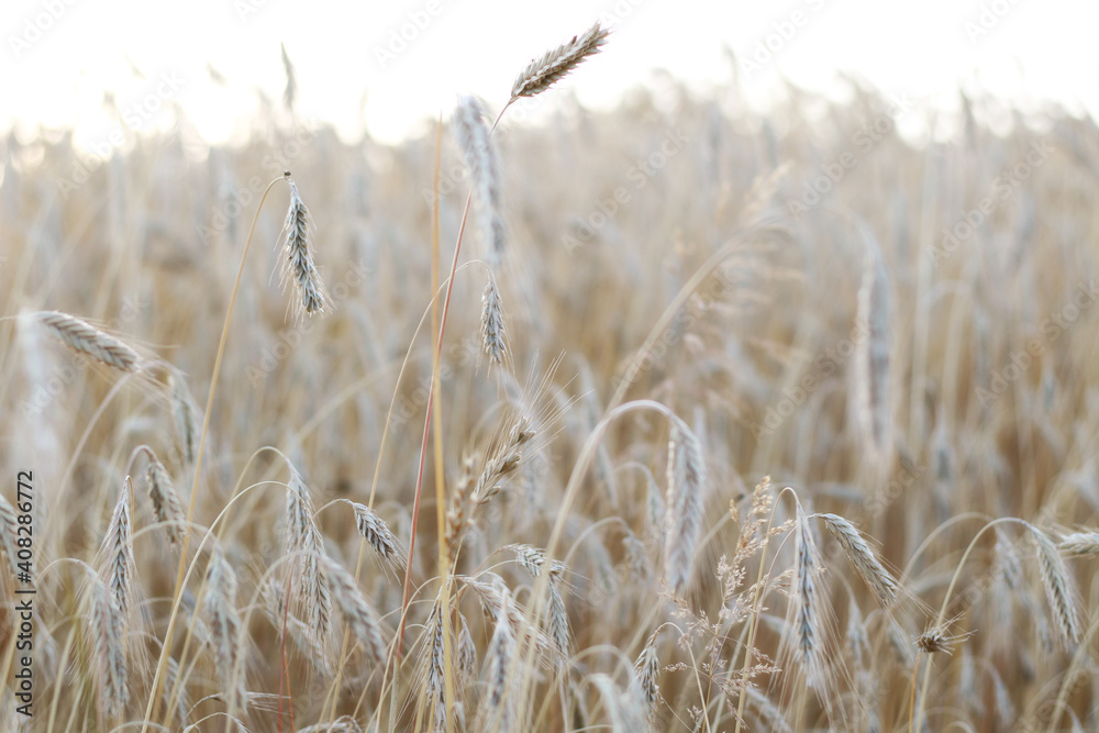 Fototapeta premium golden wheat field in summer