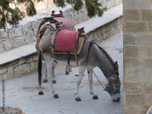 фотографія Rhodos, Lindos, Maulesel