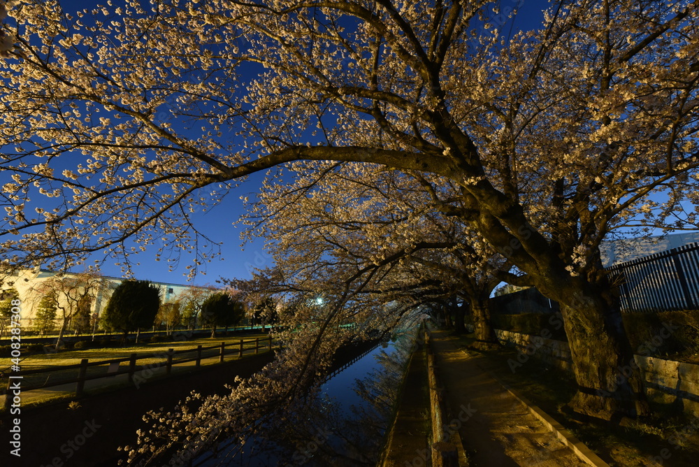 夜桜