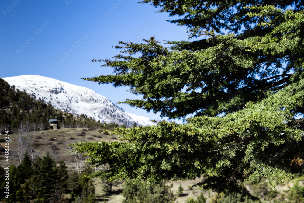 A green pine tree closeup on a mountain with a beautiful snowy view in the background A green pine tree closeup on a mountain with a beautiful snowy view in the background