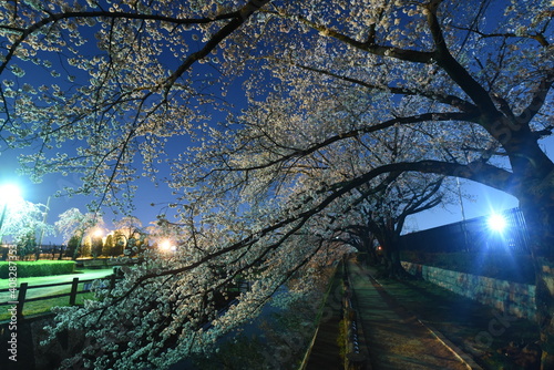 夜桜