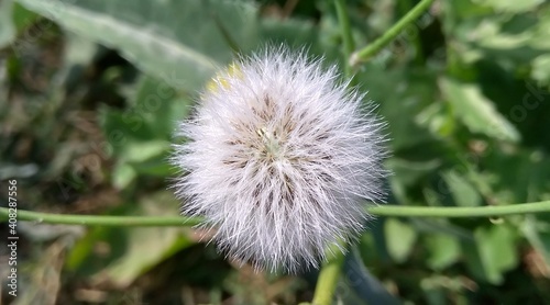 thistle flower 