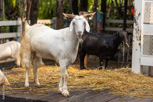 Goat. White goat in the farmyard 