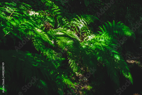 Fern growing in th forestq © Ruben Pinto