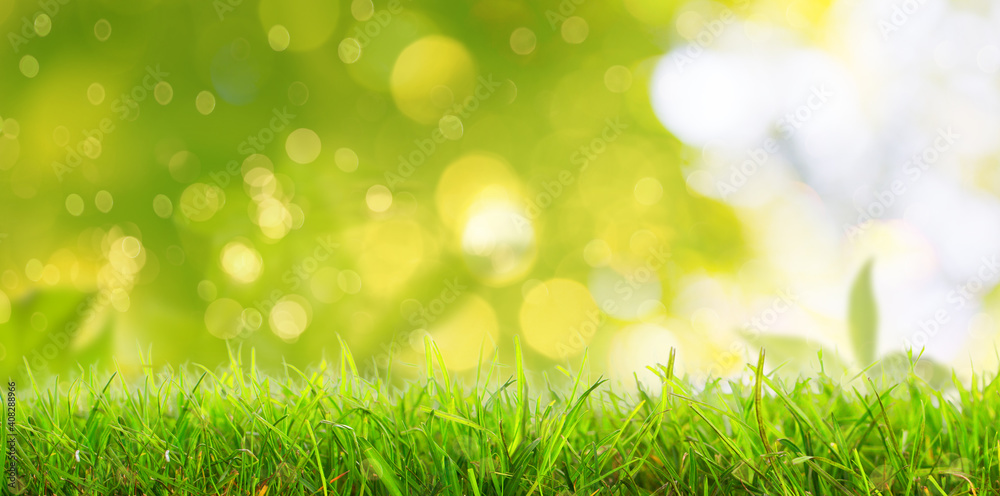 Young,fresh leaves on tree in background of beautiful natural landscape in spring and summer with bokeh and grass.