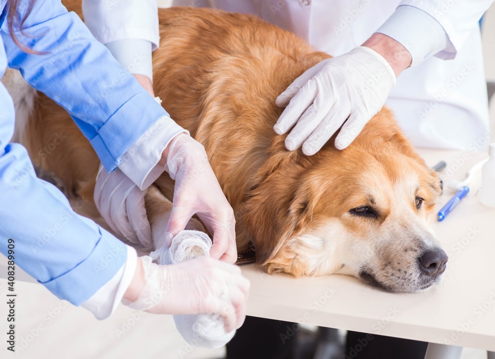 Doctor and assistant checking up golden retriever dog in vet cli