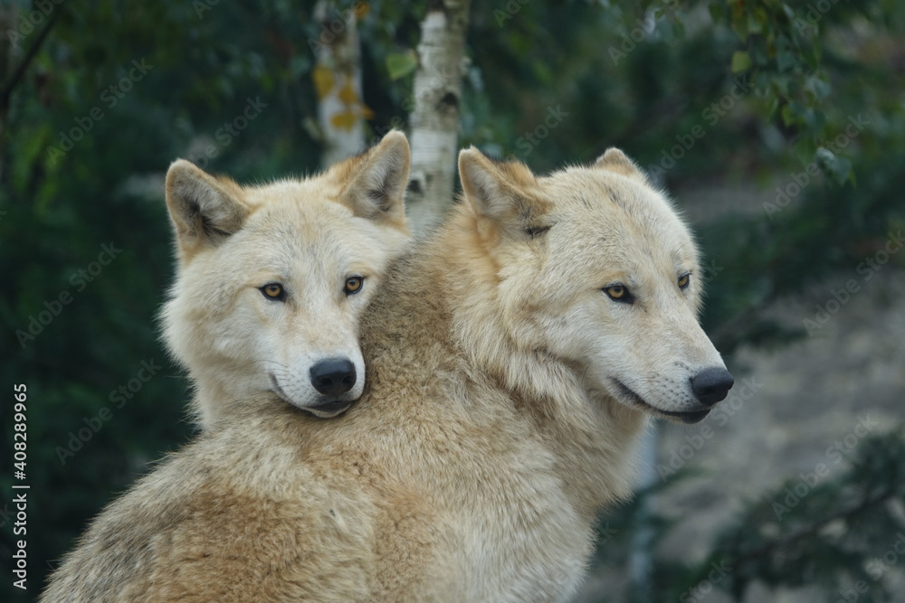 anis lupus, animal, faune, sauvage, mammifère, prédateur, nature, gris, canidae, fourrure, gris, chien, carnassiers, canis lupus, visage, portrait, tête, canis lupus, blanc, animal, emballer, loup anis lupus, animal, faune, sauvage, mammifère, prédateur, nature, gris, canidae, fourrure, gris, chien, carnassiers, canis lupus, visage, portrait, tête, canis lupus, blanc, animal, emballer, loup