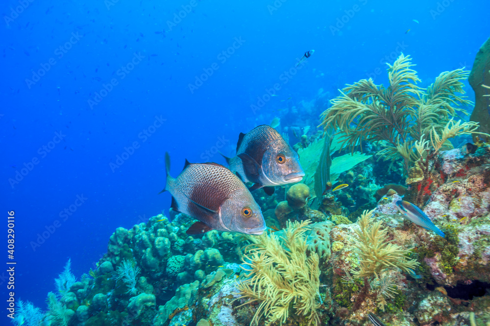 Caribbean coral garden off the coast of the island of Bonaire Caribbean coral garden off the coast of the island of Bonaire