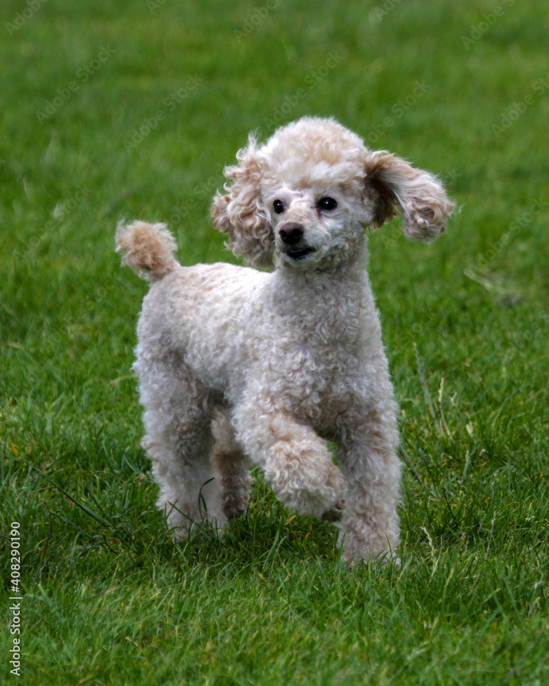 Poodle in pet trim