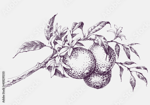 Orange tree branch in bloom, orange fruits and flowers vector hand drawing
