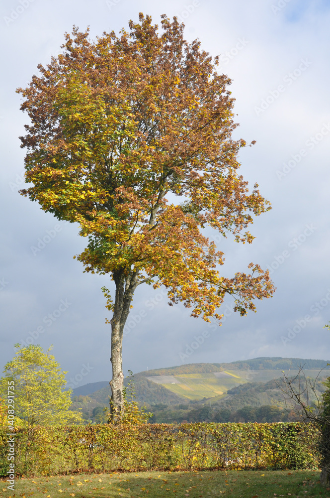 Tree in autumn Tree in autumn