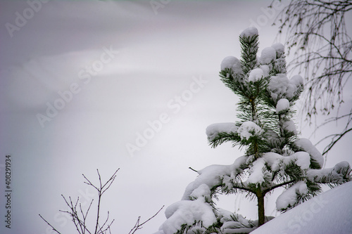 snow covered branches © Дмитрий
