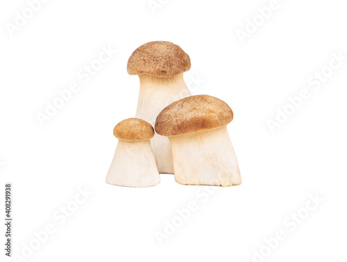 Three mushrooms eringi