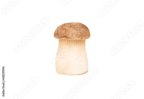 Eringi mushrooms isolate
