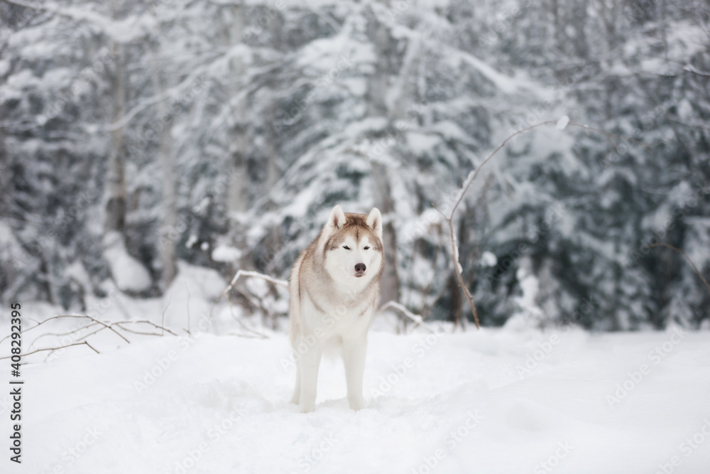 Portrait of Beautiful, happy and free dog breed siberian husky standing on the snow in the fairy winter forest Portrait of Beautiful, happy and free dog breed siberian husky standing on the snow in the fairy winter forest
