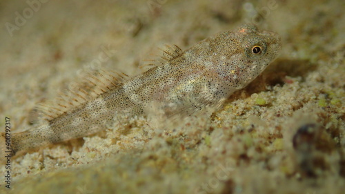 Cottus poecilopus