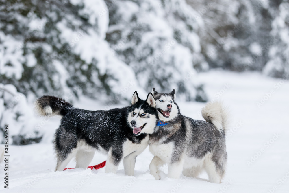 Naklejka premium The girl rides on a sled on a sled with Siberian huskies in the winter forest. Pet. Husky. Husky art poster, Husky print,