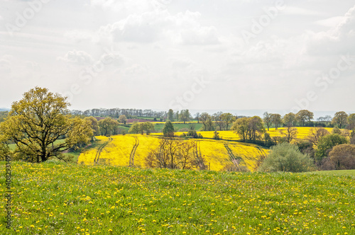 Canola fields in the English countryside.