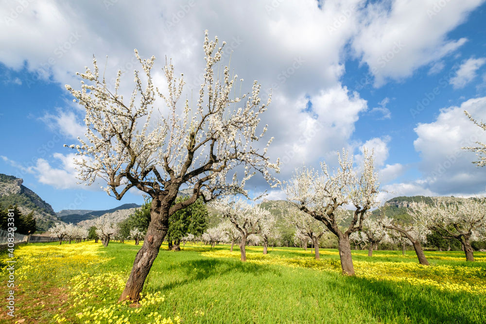 almendros floridos, Prunus dulcis, Son Maixella, Mallorca, balearic islands, Spain almendros floridos, Prunus dulcis, Son Maixella, Mallorca, balearic islands, Spain