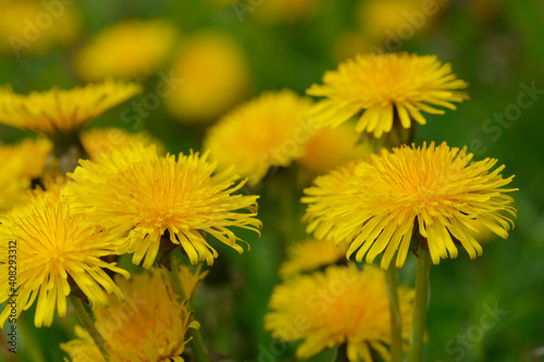 Gew  hnlicher L  wenzahn  Taraxacum sect. Ruderalia 